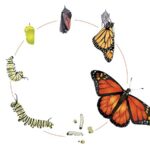 Cycle de transformation d'un papillon